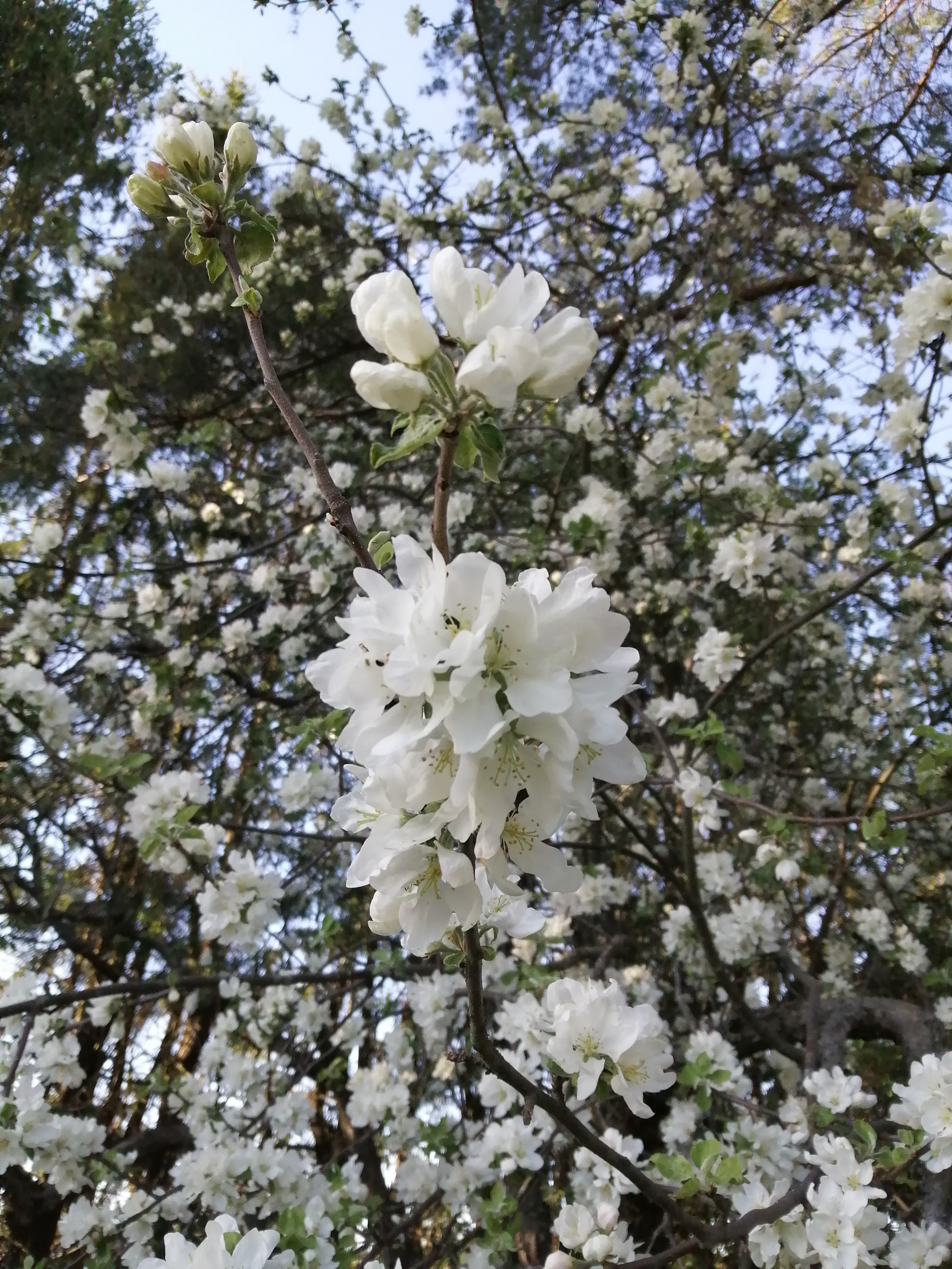 Högmässa Vita äppelblommor.
