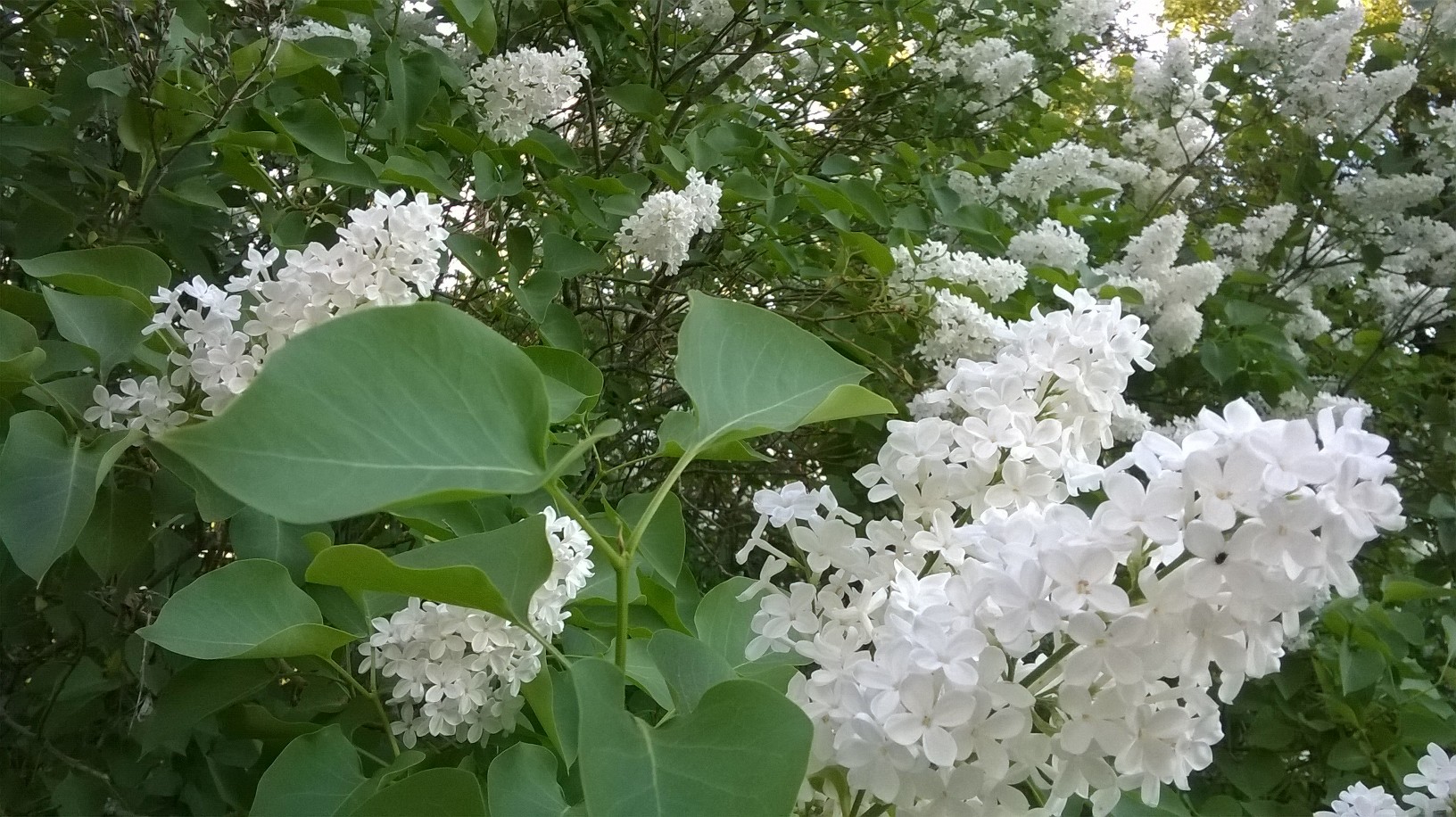 Högmässa Vita syrenblommor.