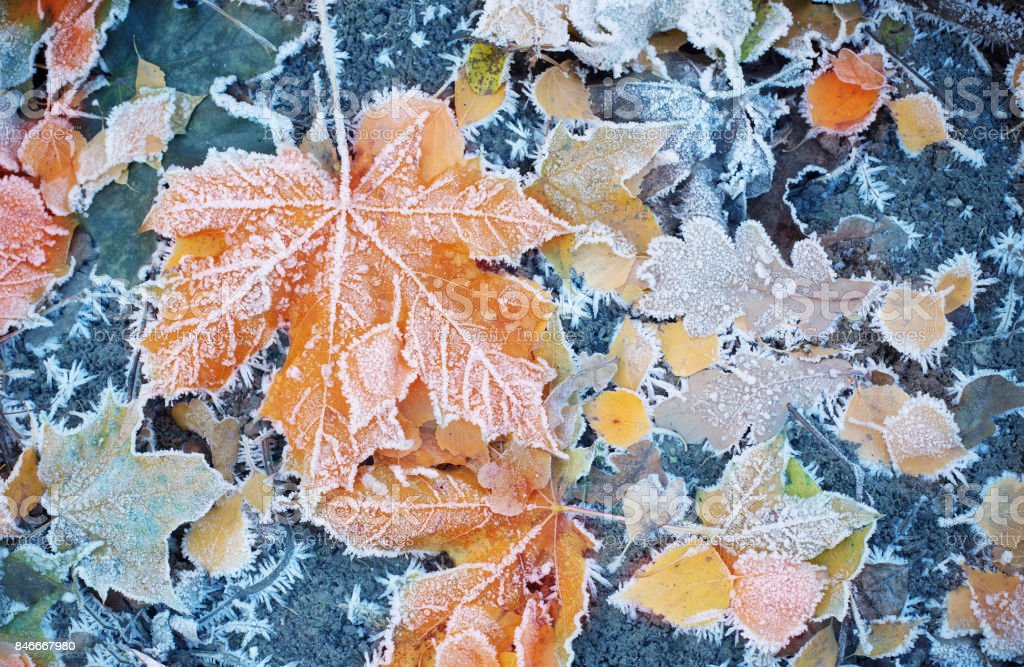 Frostiga höstlöv
